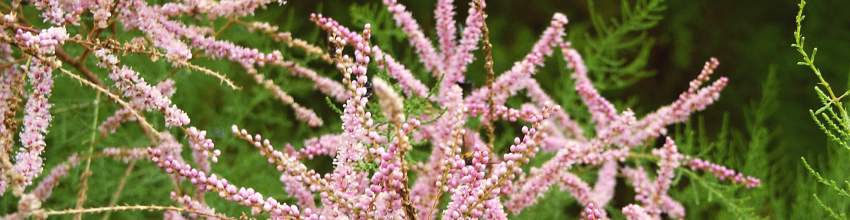 Tamarix banner2